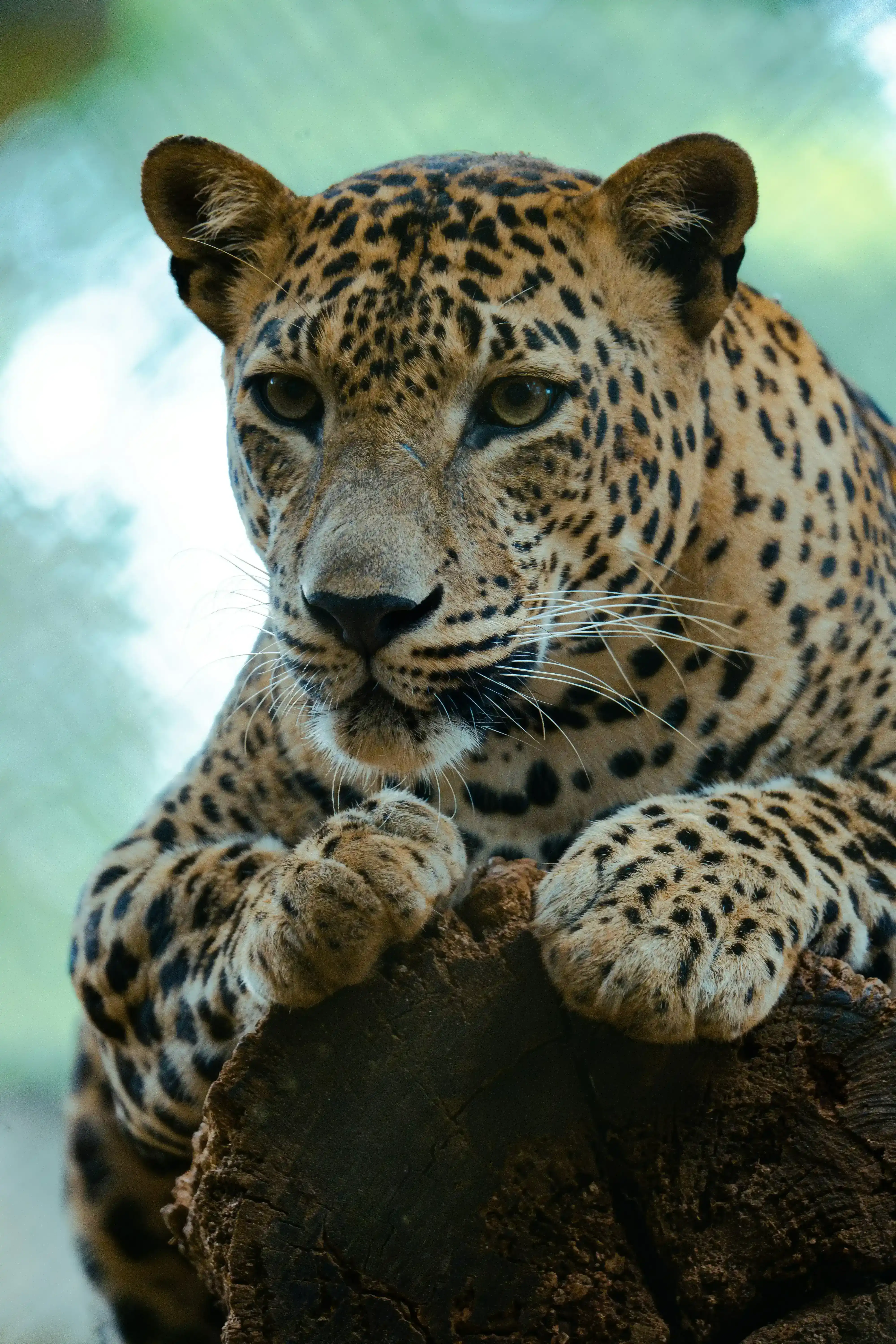 Tiger in Pinnawala Zoo, Sri Lanka