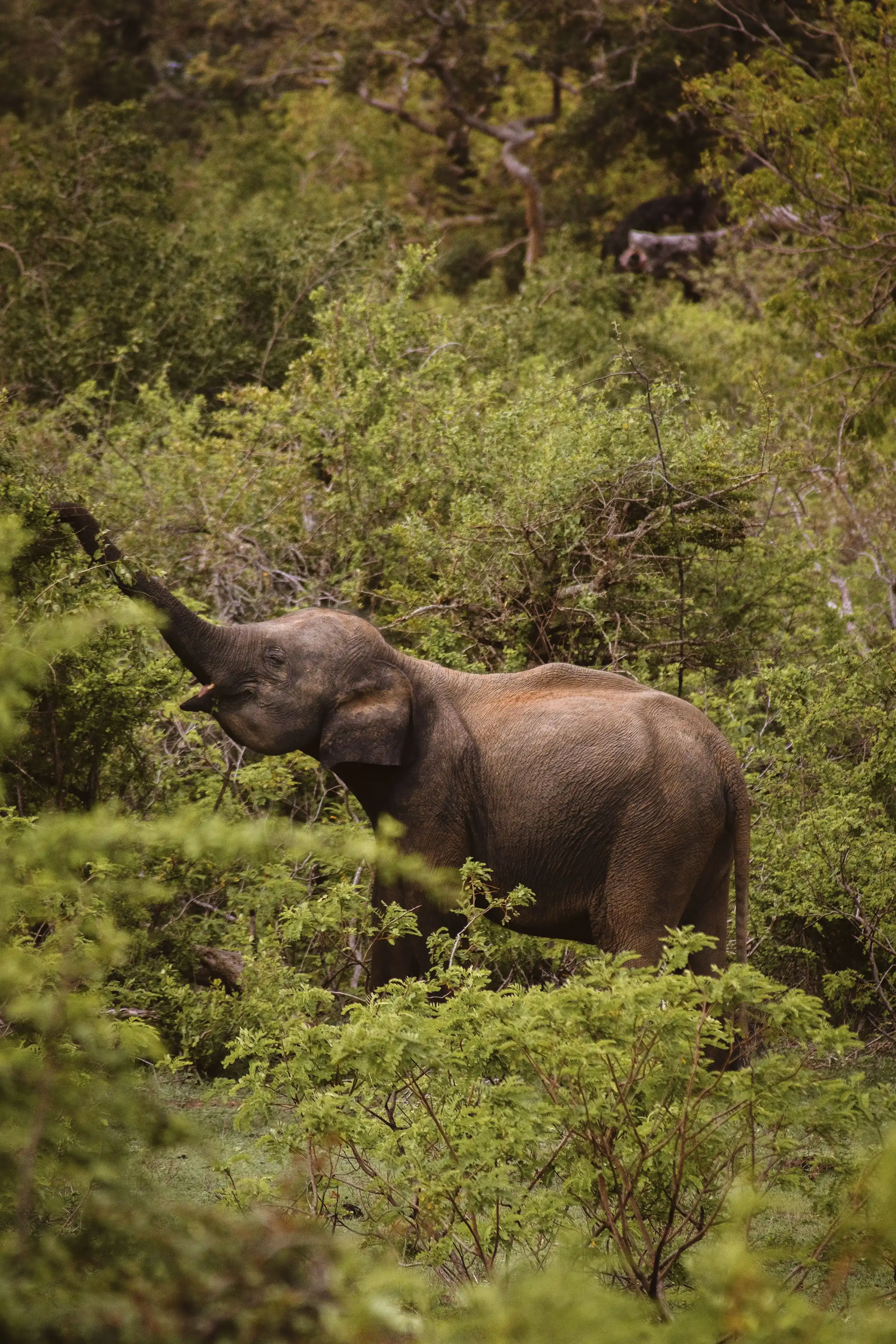 Yala elephant